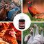 Finca casarejo solustress prevención del estrés en aves y conejos, , large indicador imagen numero 3
